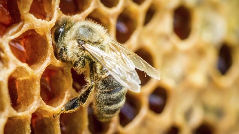 ¿CÓMO SE REUBICA UNA COLMENA DE ABEJAS?